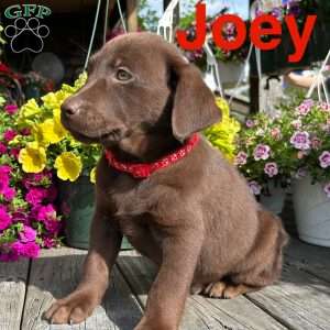 joey, Chocolate Labrador Retriever Puppy